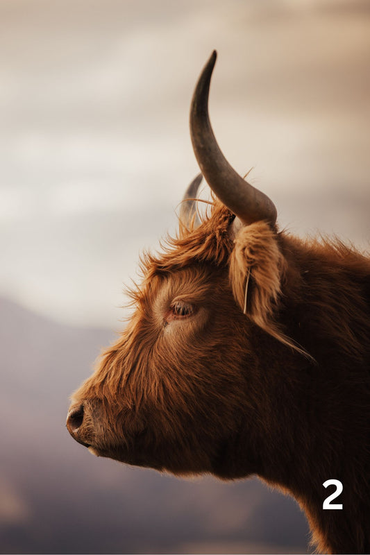 Limited Edition Prints!