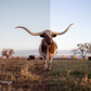 20 Cattleman Preset Bundle (Desktop Version)