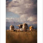 2027 Cattleman Photography - Fine Art Calendar