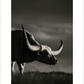 2027 Cattleman Photography - Fine Art Calendar