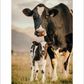 2027 Cattleman Photography - Fine Art Calendar