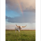 2027 Cattleman Photography - Fine Art Calendar