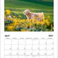 2027 Cattle Calendar