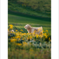 2027 Cattleman Photography - Fine Art Calendar