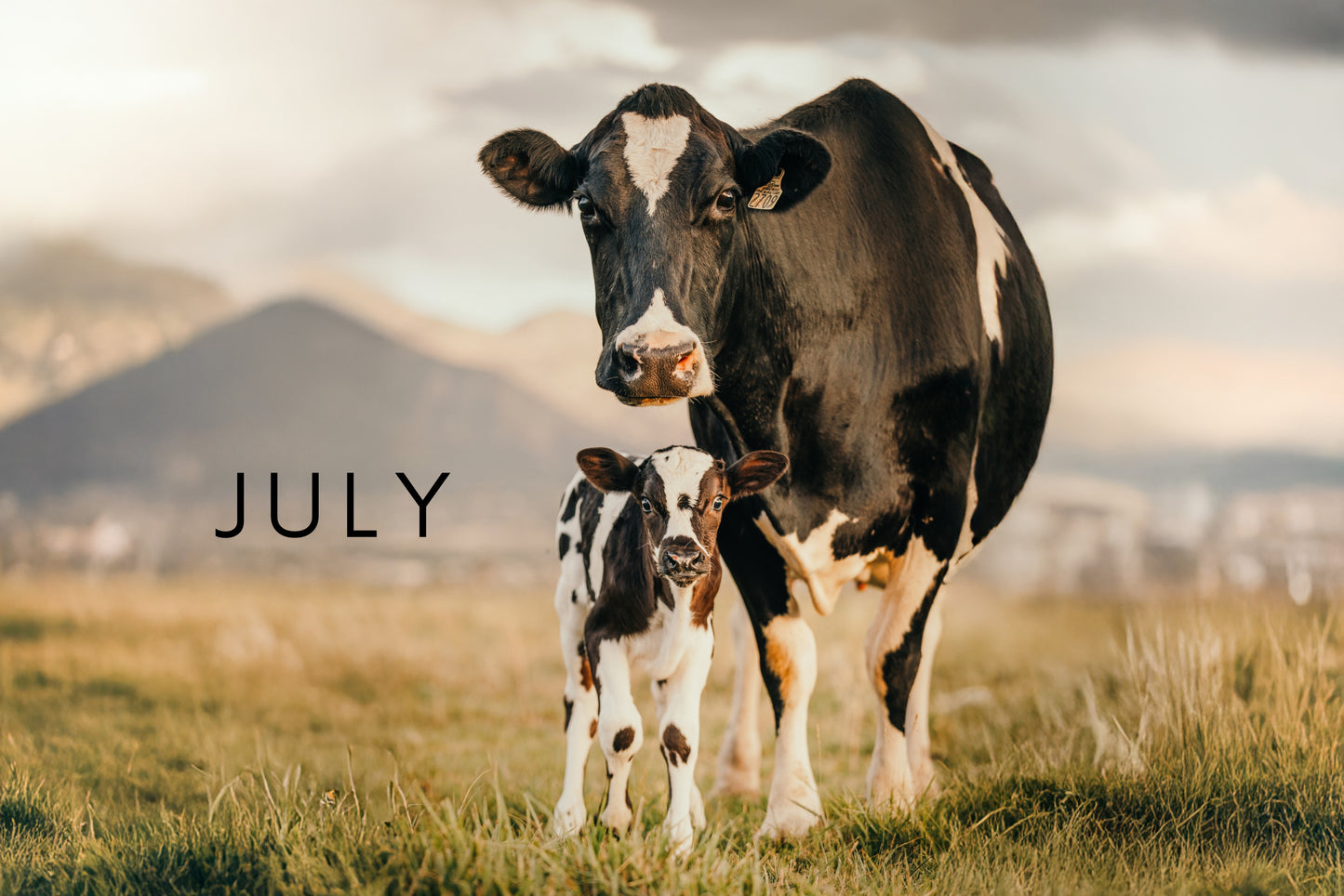 2025 Cattle Calendar