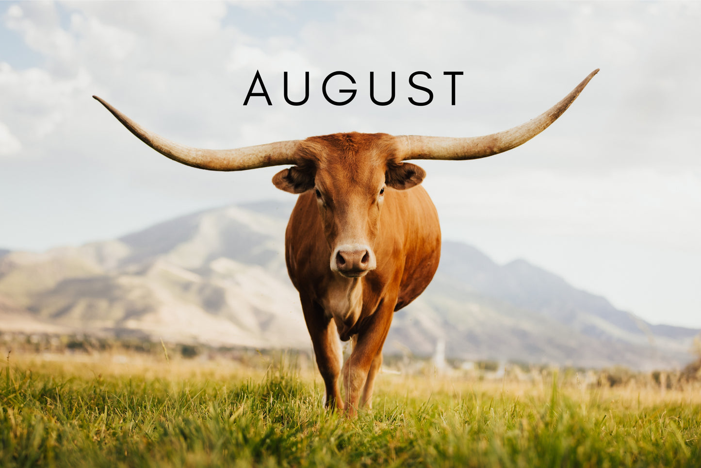 2025 Cattle Calendar