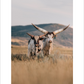 2027 Cattleman Photography - Fine Art Calendar