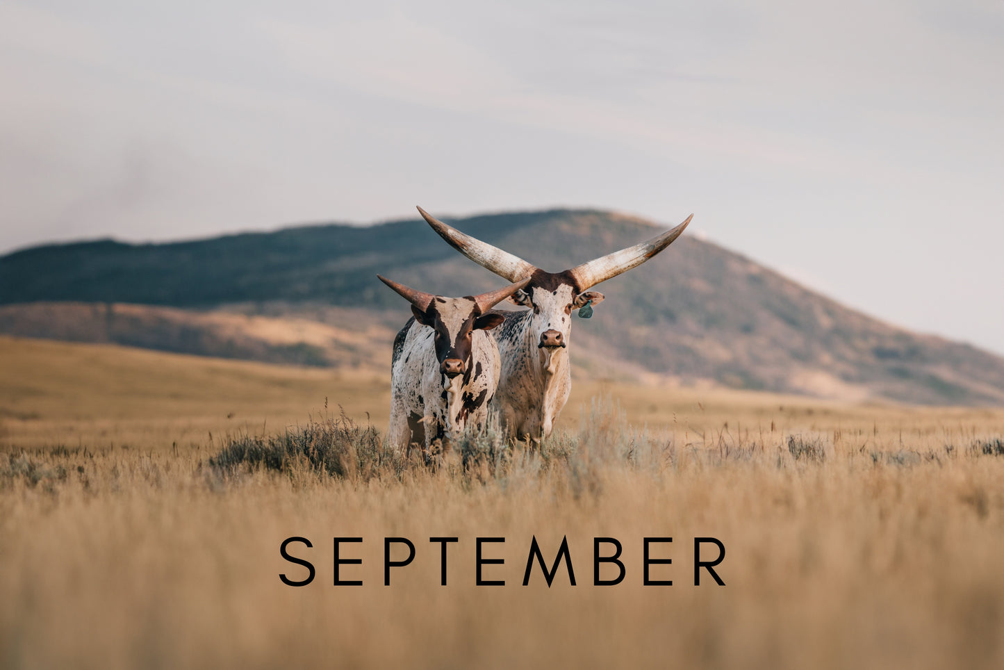 2025 Cattle Calendar