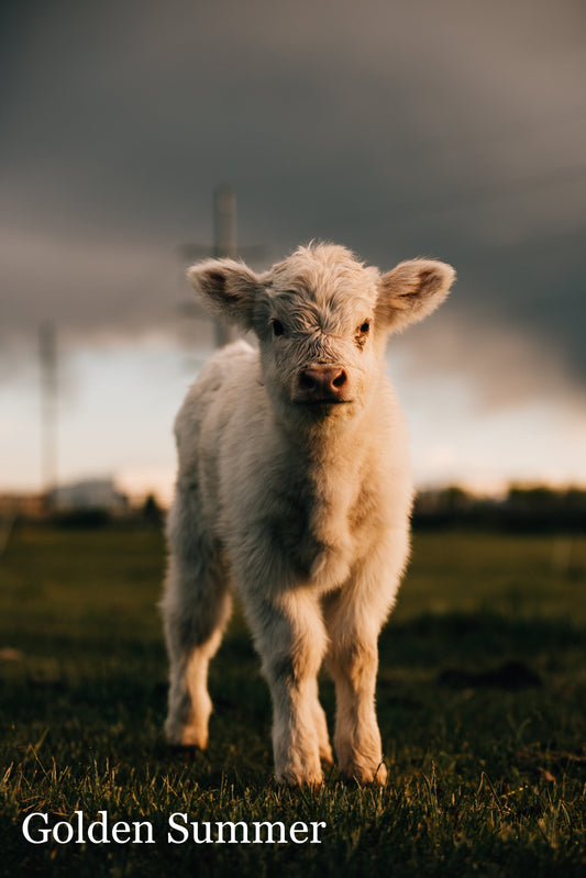 Cattleman Preset Bundle (Mobile Version)