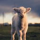 Cattleman Preset Bundle (Mobile Version)